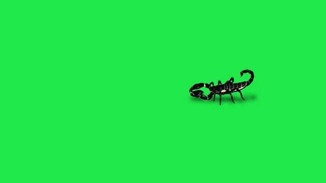 Realistic Scorpion Insects Green Screen Beetles, Scorpions and Mantis, Isolated Chroma Key Animation for VFX, Compositing, CGI and Motion Design
