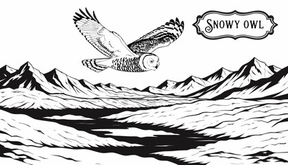 Very beautiful black-and-white engraved vector illustration featuring SNOWY OWL gliding above an Arctic landscape with snowy hills, frozen lakes, distant mountains, detailed feather textures, and a de © williamnoah