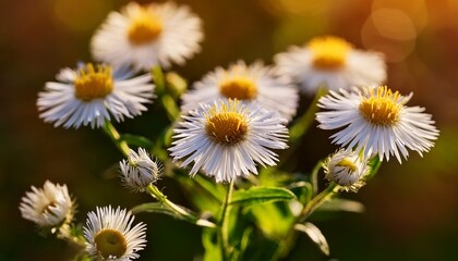 Fototapeta premium Annual Fleabane Erigeron Annuus White Flowers Closeup Selective Focus