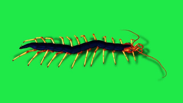 Realistic centipede Insects Green Screen Beetles, Scorpions and Mantis, Isolated Chroma Key Animation for VFX, Compositing, CGI and Motion Design