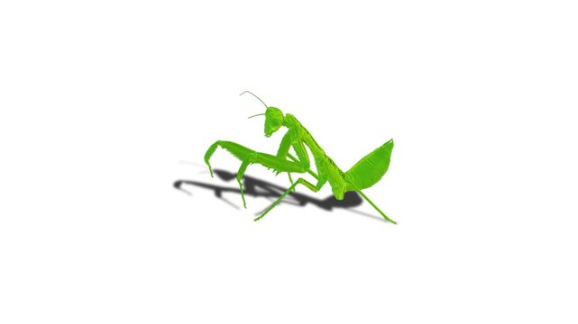 Realistic mantis Insects Green Screen Beetles, Scorpions and Mantis, Isolated Chroma Key Animation for VFX, Compositing, CGI and Motion Design