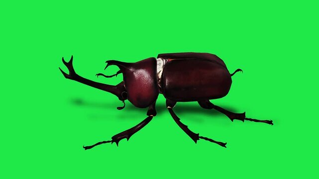 Realistic Hercules beetle Insects Green Screen Beetles, Scorpions and Mantis, Isolated Chroma Key Animation for VFX, Compositing, CGI and Motion Design