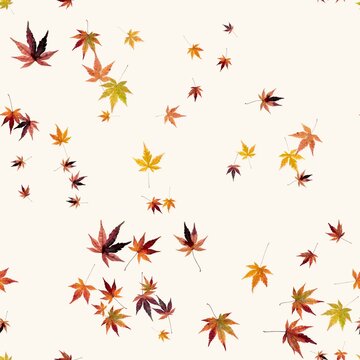 Seamless pattern of pressed autumn maple leaves on cream background, real dried momiji leaf repeat print for wallpaper, fabric and wrapping paper