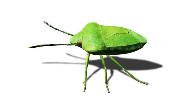 Realistic Insects Green Screen Beetles, Scorpions and Mantis, Isolated Chroma Key Animation for VFX, Compositing, CGI and Motion Design