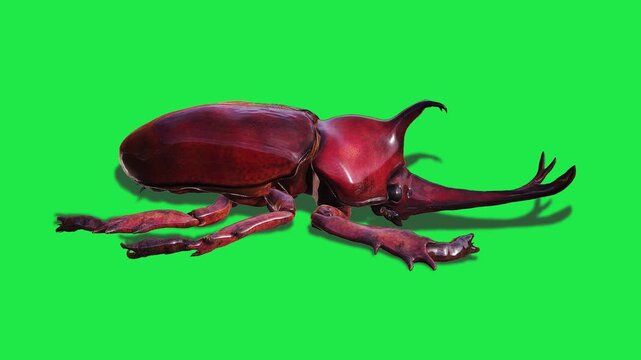 Compositing Insect