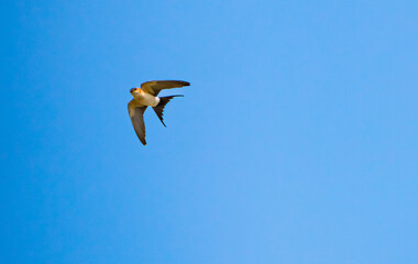Fototapeta premium Swallows flying in the blue sky