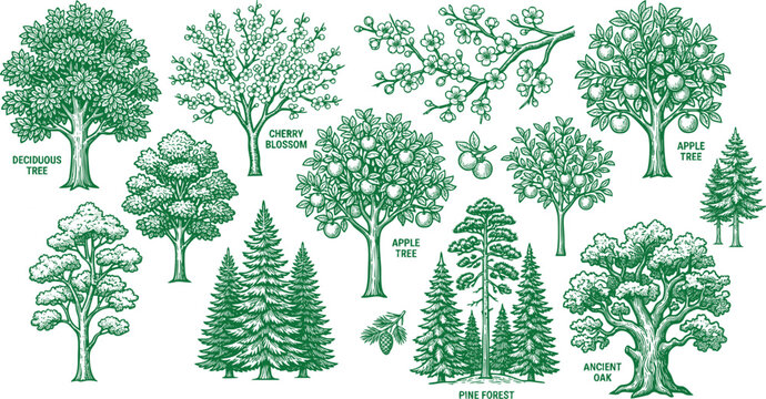 Vintage architectural trees and pine forest engraving library, hand-drawn vector illustration bundle of rustic nature wilderness elements.