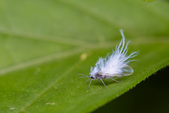 Woolly Aphid Macro on Green Leaf Surface