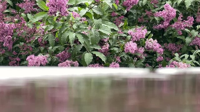 Blooming lilac in focus behind rainy water foreground