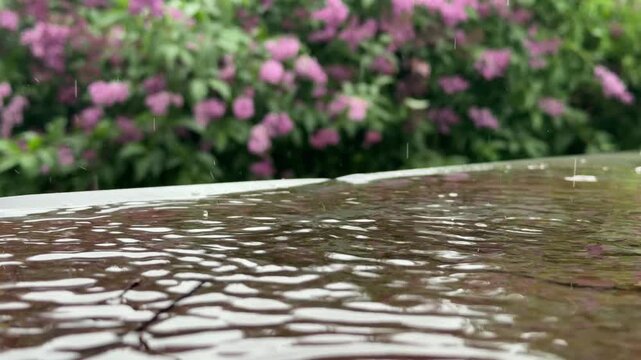 Rain splash crown on water surface with lilac blossom backdrop