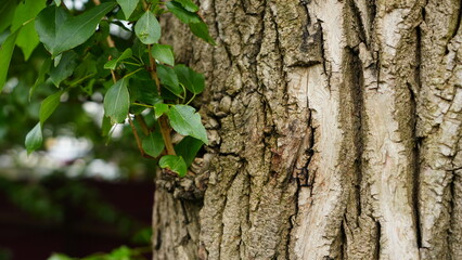 Fototapeta premium Tree trunk with textured bark and green leaves in natural outdoor environment