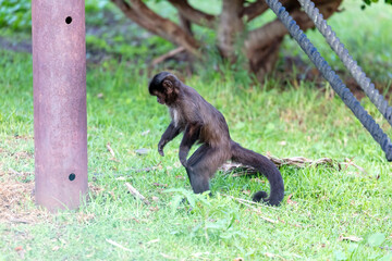 Naklejka premium Photograph of a Tufted Capuchin monkey walking in a grassy field while searching for food at a wildlife reserve in the Western Sydney region of New South Wales, Australia