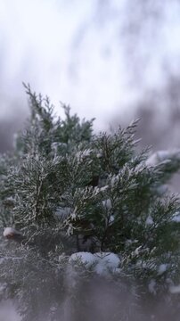A view from below of natural evergreen foliage under fresh snow creates a tranquil, seasonal atmosphere. 