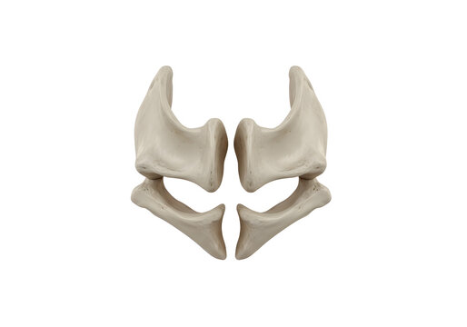 3D render of human pelvic bone anatomy isolated on white background for medical education