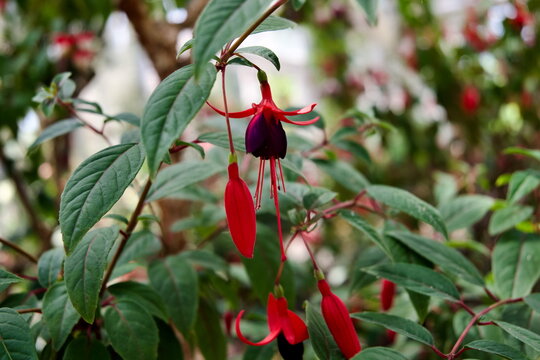倒挂金钟花 Close-up of red and purple fuchsia flower blooming in a botanical garden for gardening blog