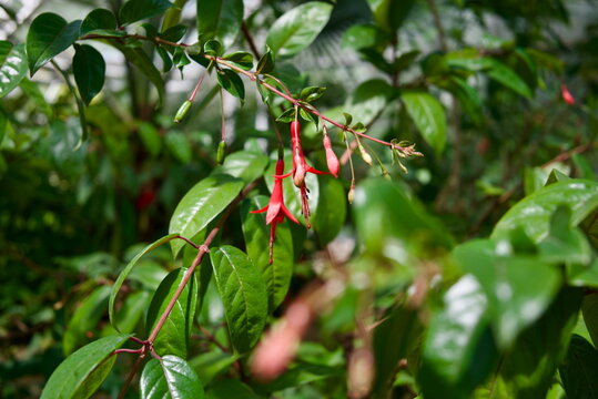 Delicate tubular red fuchsia flowers with creative foreground blur for nature website banner