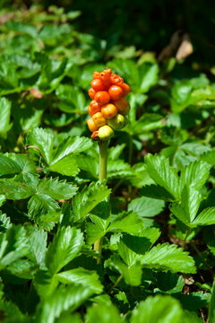 棒头万年青 Close-up of bright orange Arum italicum berries in Munich botanical garden for nature background