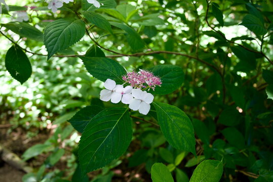 草绣球花 White and pink lacecap hydrangea aspera blossom with green leaves for floral design template