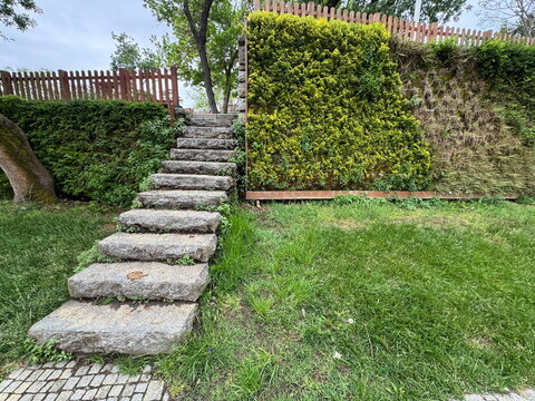 Natural stone stairs next to a vertical garden wall covered with golden euonymus (Euonymus japonicus). Decorative living plant wall in a park landscape, perfect for architecture and gardening.