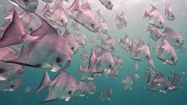 Huge School of Atlantic Spadefish Swimming in Open Ocean Blue Water 4K