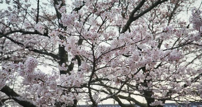 Spring Cherry Blossom Tree in Full Bloom In Hiroshima Japan - Steady Cam Movement