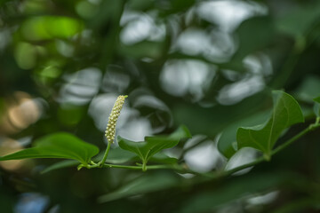 Fototapeta premium Beautiful white flower of the Saururus cernuus plant.