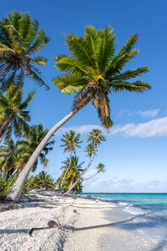 Palm tree on the beach, Fakarava Atoll, French Polynesia