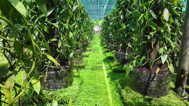 Scenic footage of a Bourbon Vanilla culture on Reunion Island, France	
