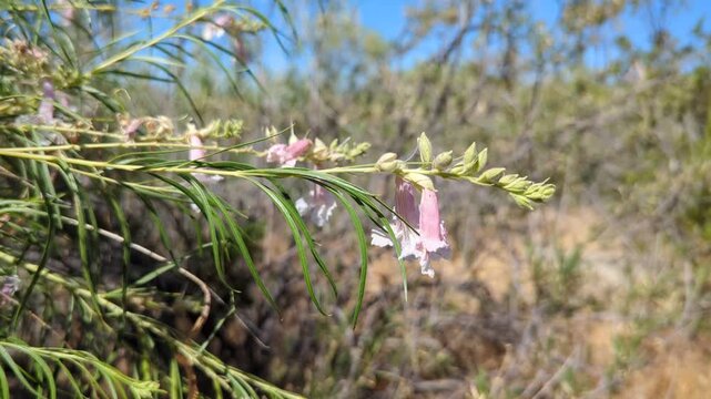 Desert willow tree with close-up of fragrant trumpet-shaped blooms
