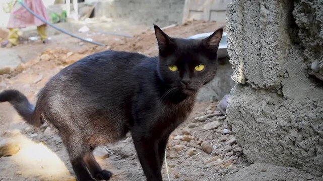 Stray black cat with piercing yellow eyes standing outdoors near a concrete wall close up. Alert shorthair alley cat looking at camera, homeless urban feline exploring a dusty village street or constr