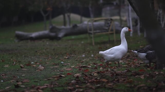 A flock of domestic geese walks across a meadow covered with autumn leaves. Geese are walking in the yard. High quality FullHD footage
