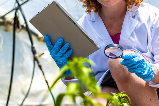 Scientist inspecting plants using magnifying glass and tablet in greenhouse