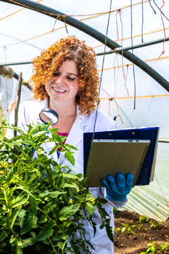 Agronomist inspecting crops in greenhouse, analyzing plant health for quality control