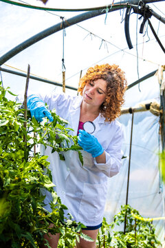 Woman wearing lab coat and gloves, studying plant leaves with a magnifying glass