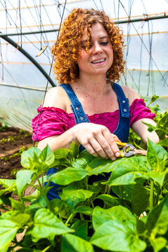 Woman gardening in greenhouse, caring for plants, embracing green organic agriculture