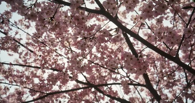 Silhouetted Cherry Blossom Canopy, Low Angle View, Hiroshima, Japan