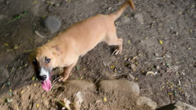 Active stray puppy running on dirt ground outdoors high angle view. Energetic mixed breed young brown dog panting with pink tongue out, playful homeless canine looking up at camera in nature park fore