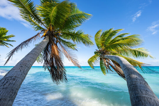Two hanging palm trees on the beach