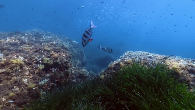 Imperial bream fish in a Mediterranean reef - Scuba diving in Majorca