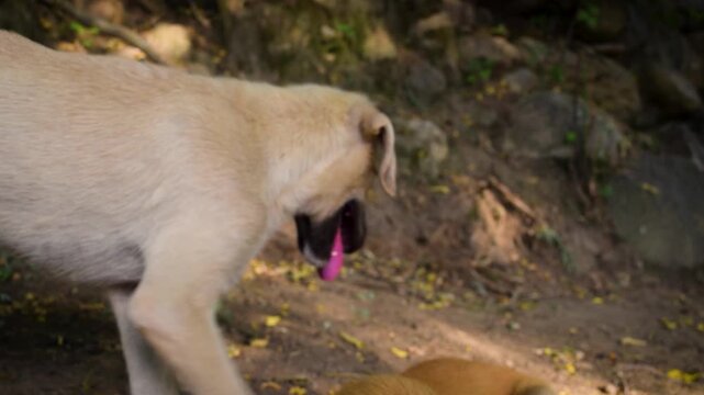 Playful stray puppy with dark muzzle approaching another dog outdoors. Active cream-colored mixed breed young canine panting with pink tongue out, friendly homeless mutt walking on dirt ground in natu
