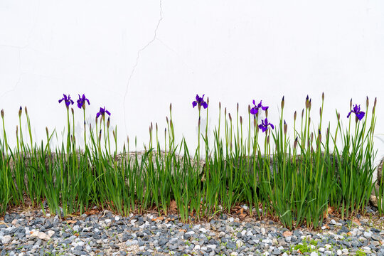 Siberian Iris purple flowers grow in a rock garden against a white wall