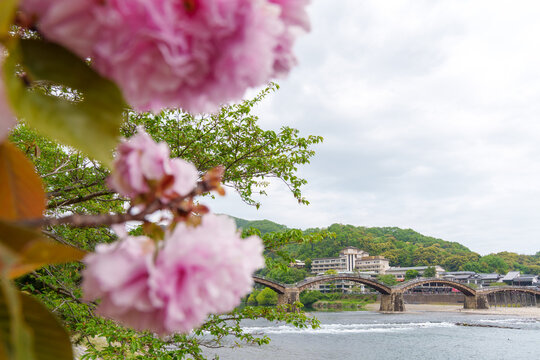 Blurred cherry blossoms in front of the Kintai bridge, famous arched bridge in Iwakuni Japan