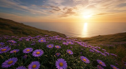Obraz premium Purple aster flowers field coastal sunset landscape photography