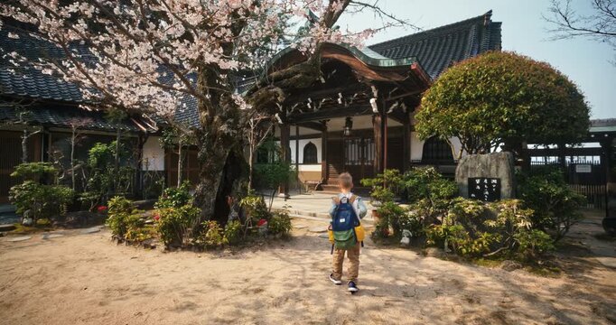 Child Walking Toward Old Japanese Temple Courtyard During Cherry Blossom Season - Steady Cam