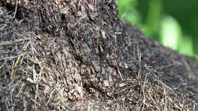 Wood ants build anthill also called formicary in old rotten tree trunk in coniferous forest, ants making nest using natural materials as pine needles, twigs and broken sticks, wild insects in nature.