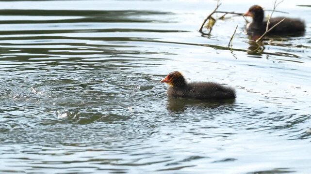 Active coot ducks with hungry ducklings swim in lake, adult mother ducks diving getting food from under water and feed little coot chicks floating around from beaks, wildlife and birds behavior.