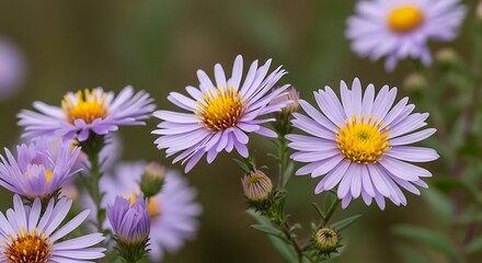 Obraz premium Vibrant purple aster flowers in bloom nature's beauty