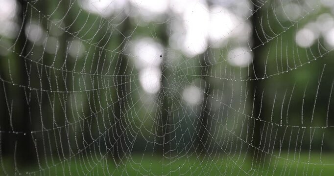 A whitish spider web in the open air, a round web woven by a wild spider among the forest vegetation 