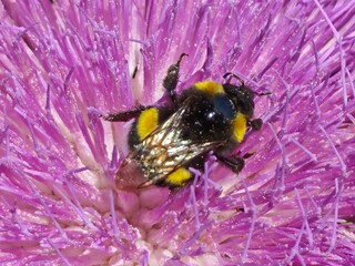    bumblebee on a thistle flower © Mikhael