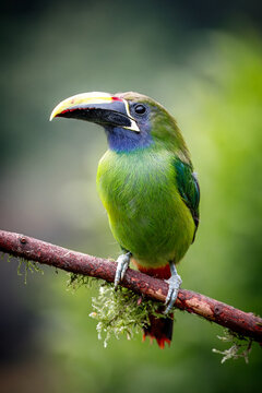 Northern emerald toucanet sitting on the branch, San Gerardo de Dota, Costa Rica
